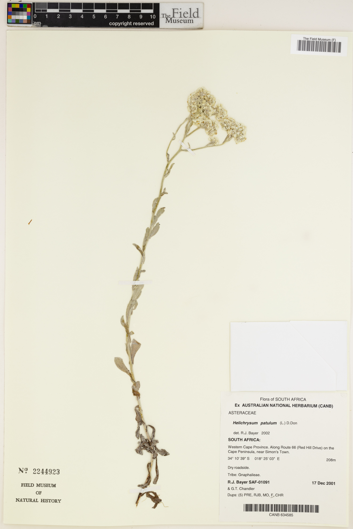Helichrysum patulum image