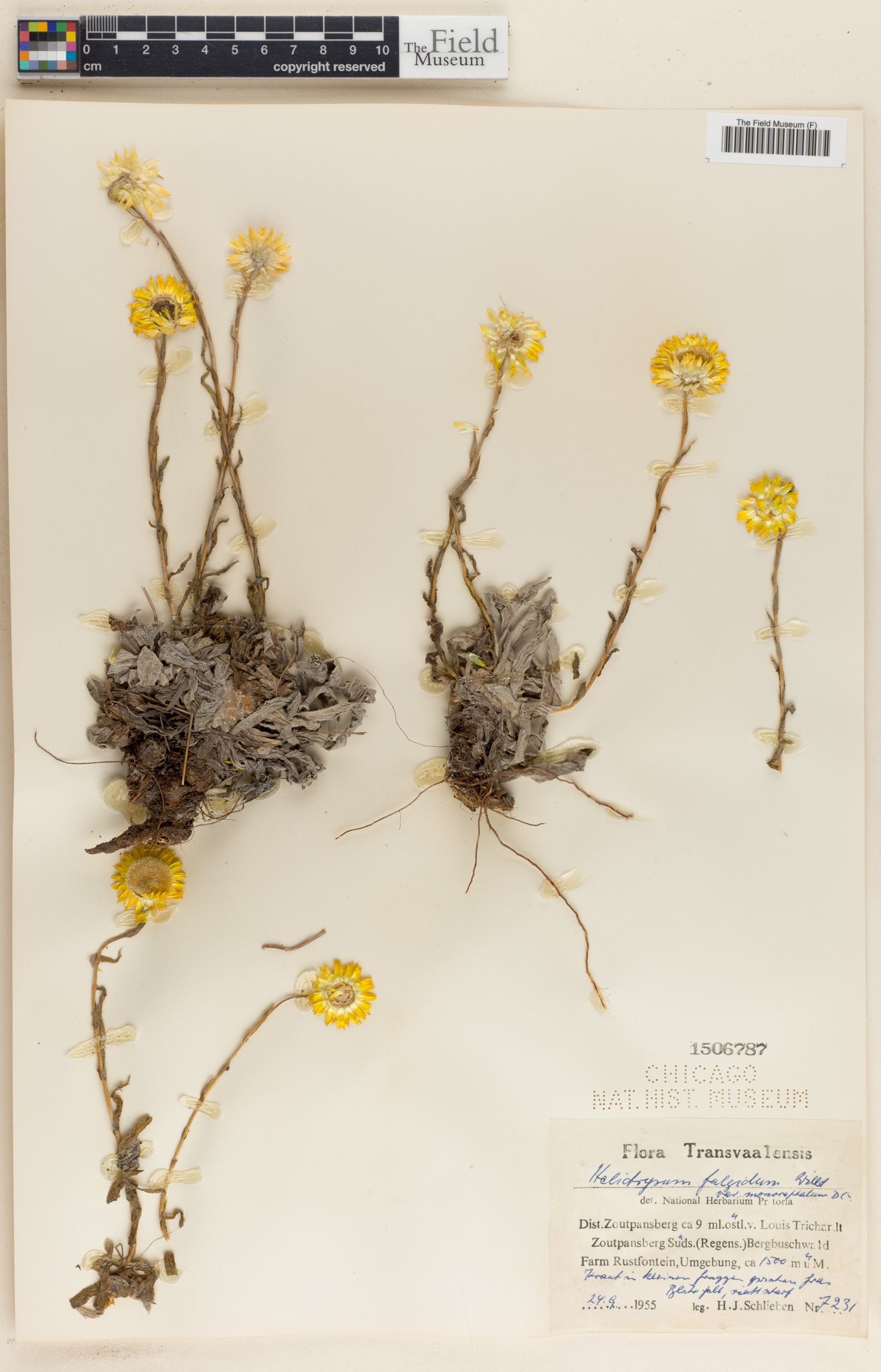 Helichrysum aureum var. aureum image