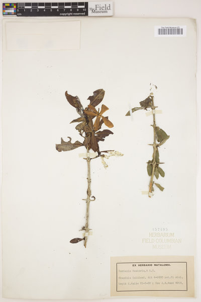 Hyperacanthus amoenus image