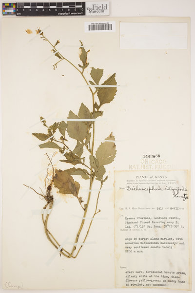 Dichrocephala integrifolia image