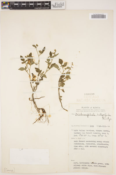 Dichrocephala integrifolia image