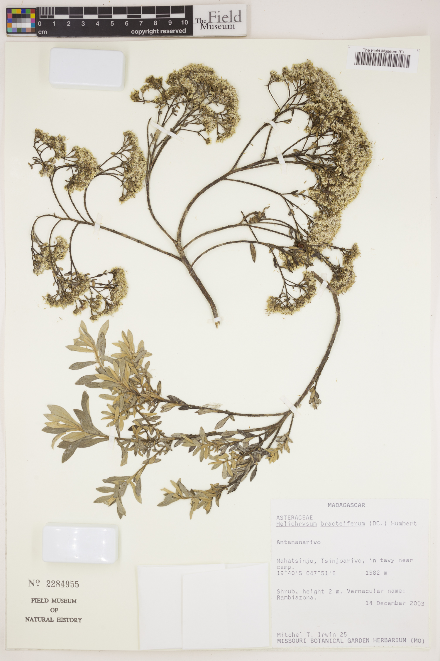 Helichrysum bracteiferum image