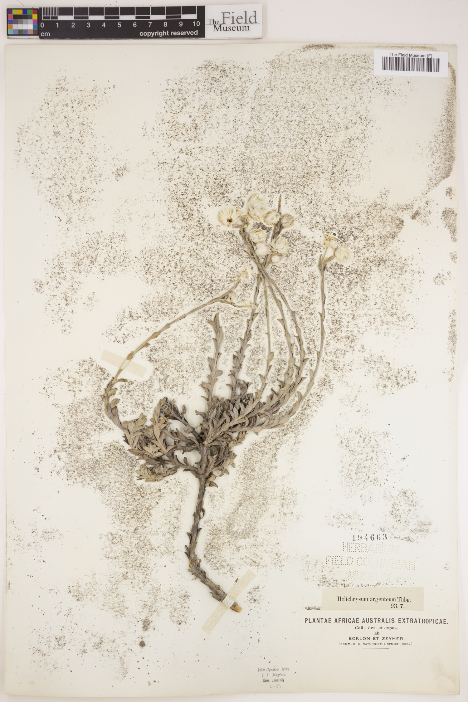 Achyranthemum argenteum image