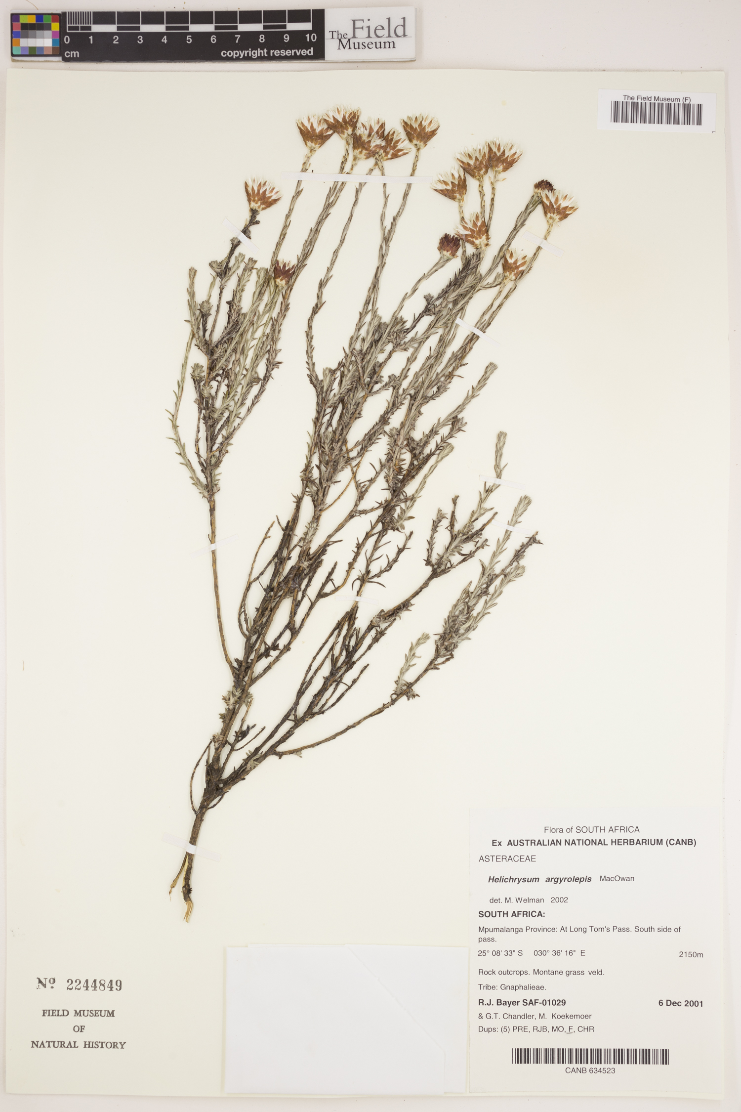 Helichrysum argyrolepis image