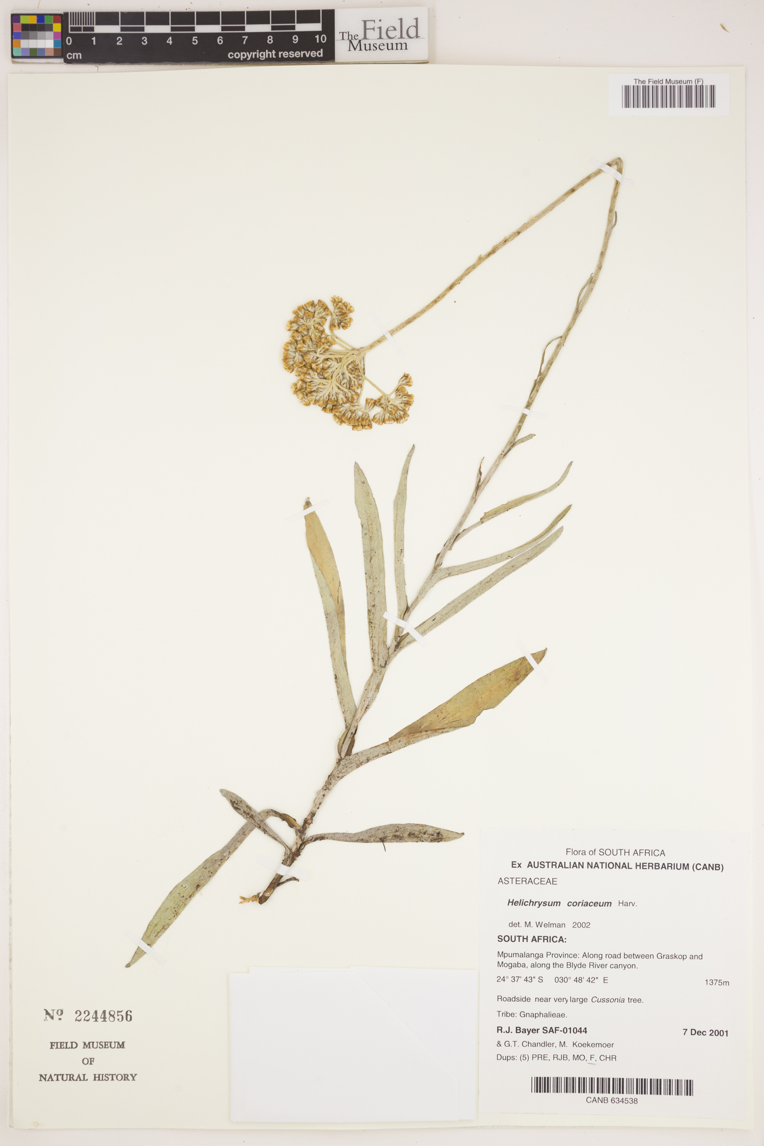 Helichrysum coriaceum image