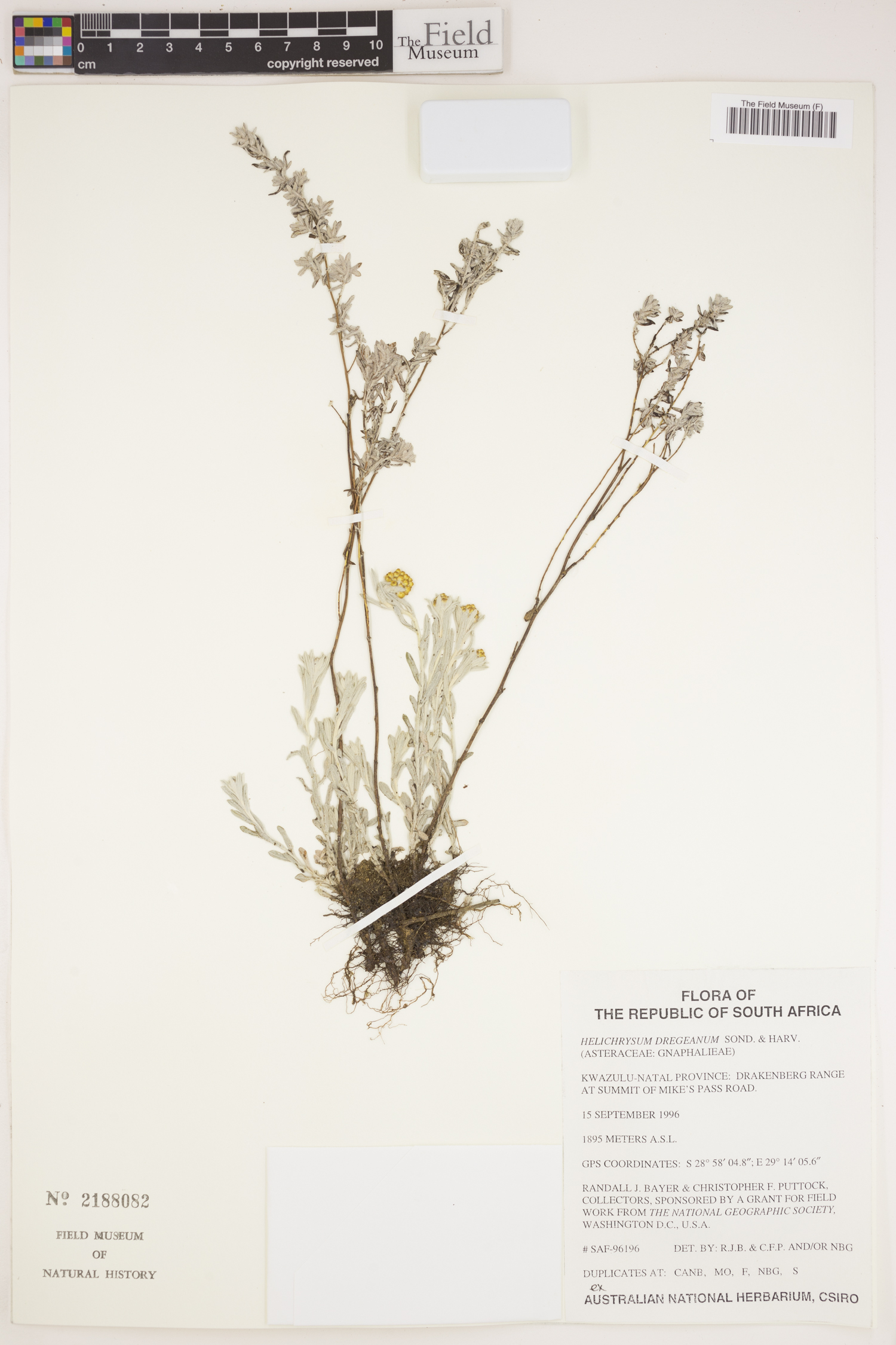 Helichrysum dregeanum image