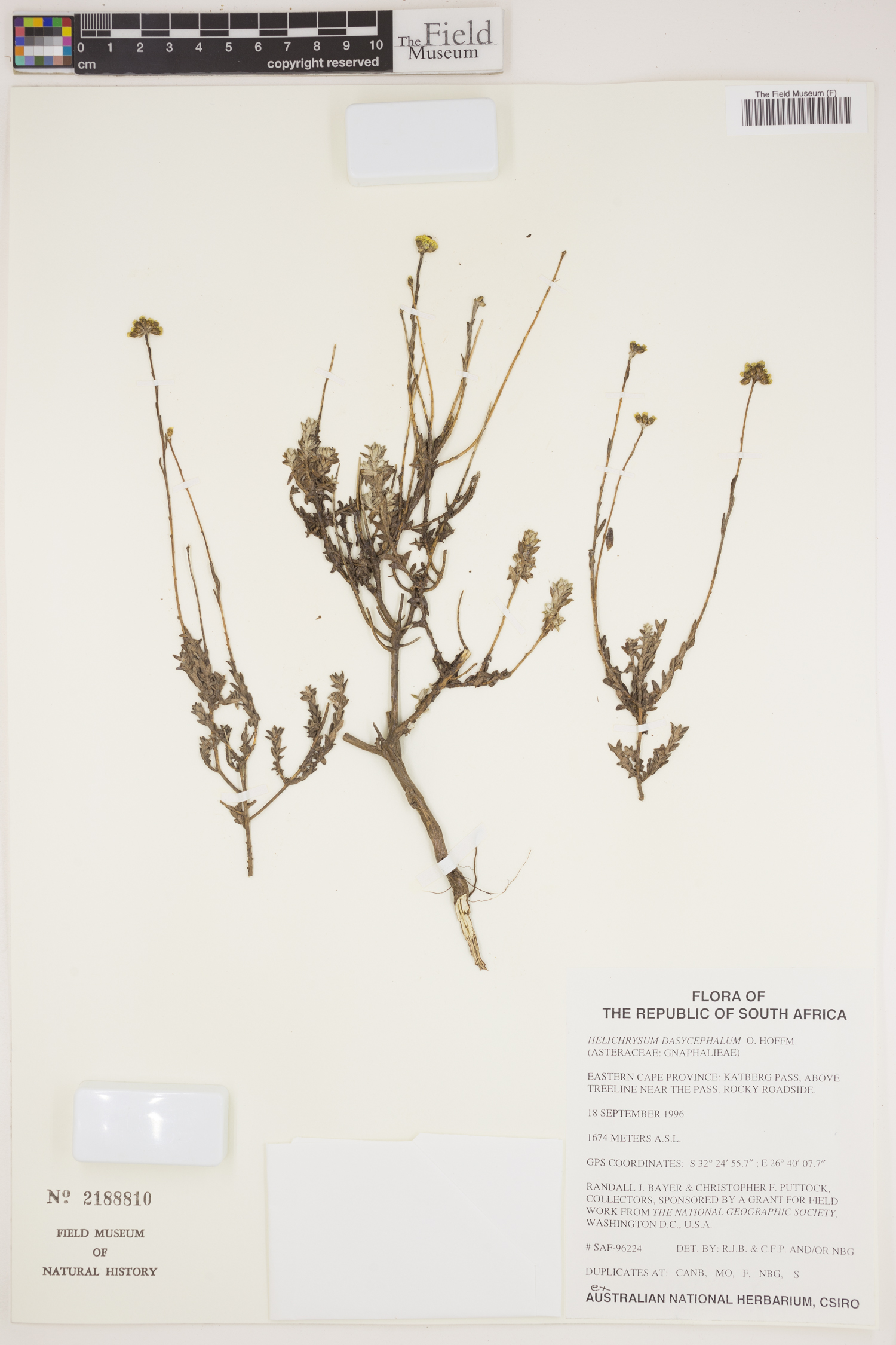 Helichrysum dasycephalum image