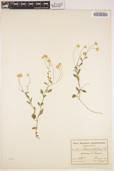 Pulicaria petiolaris image
