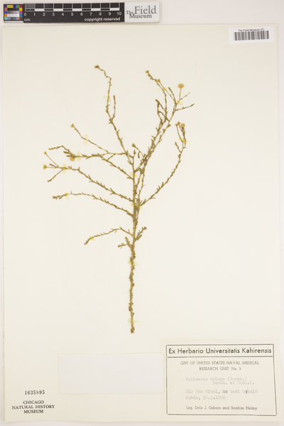 Pulicaria undulata subsp. undulata image