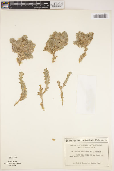 Pulicaria undulata image