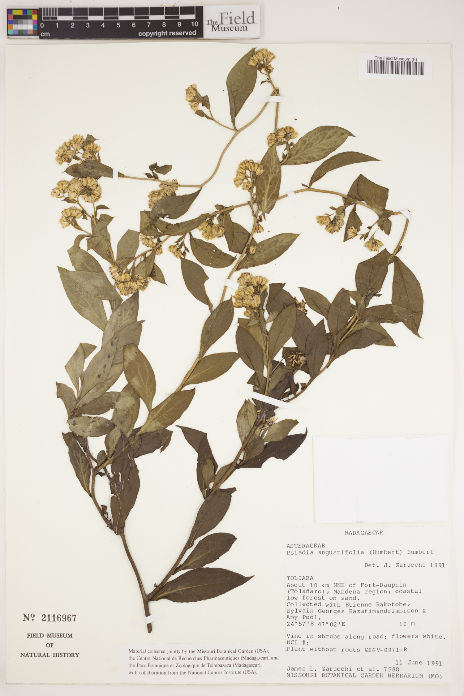 Psiadia angustifolia image