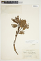 Bejaria aestuans image