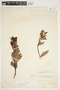 Bejaria aestuans image