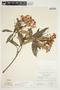 Bejaria aestuans image