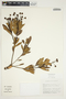 Bejaria aestuans image