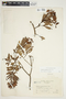 Bejaria aestuans image