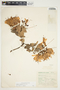 Bejaria aestuans image