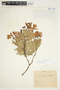 Bejaria aestuans image