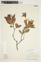 Bejaria aestuans image