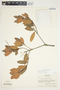 Bejaria aestuans image