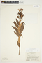 Bejaria aestuans image