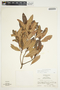 Bejaria aestuans image