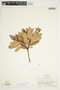Bejaria aestuans image
