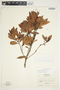 Bejaria aestuans image