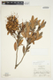 Bejaria aestuans image