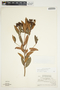 Bejaria aestuans image