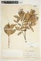 Bejaria aestuans image