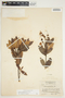 Bejaria aestuans image
