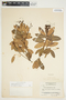 Bejaria aestuans image
