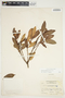 Bejaria aestuans image