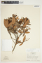 Bejaria aestuans image