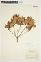 Bejaria aestuans image