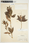Bejaria aestuans image