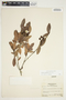 Bejaria aestuans image