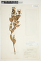 Bejaria aestuans image