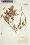 Bejaria aestuans image