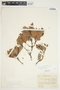 Bejaria aestuans image