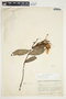 Bejaria aestuans image