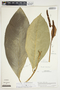 Philodendron rhodoaxis image