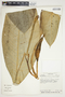 Philodendron rhodoaxis image