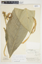 Philodendron rhodoaxis image