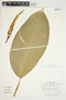 Philodendron rhodoaxis image