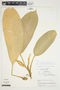 Philodendron rhodoaxis image