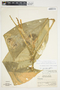 Philodendron rhodoaxis image