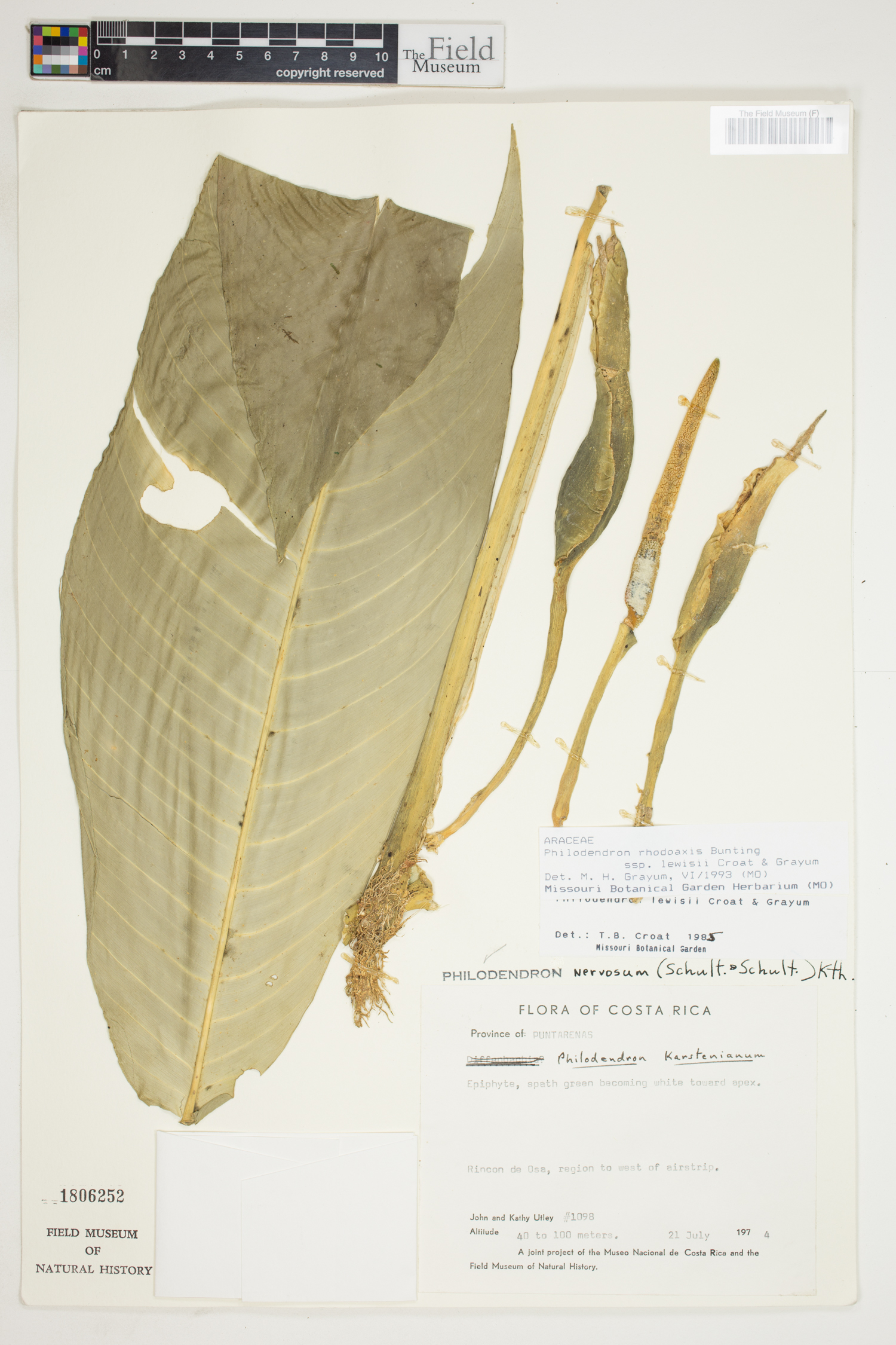 Philodendron rhodoaxis image