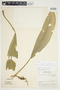 Philodendron rhodoaxis image